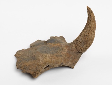 A cattle horn core found during the Bull Ring excavations in the late 1990s. Horn cores were the only waste product from the cattle, as everything else including the meat, skin and horn were sold.